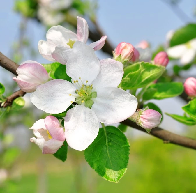 Apple Blossom Fragrance Oil