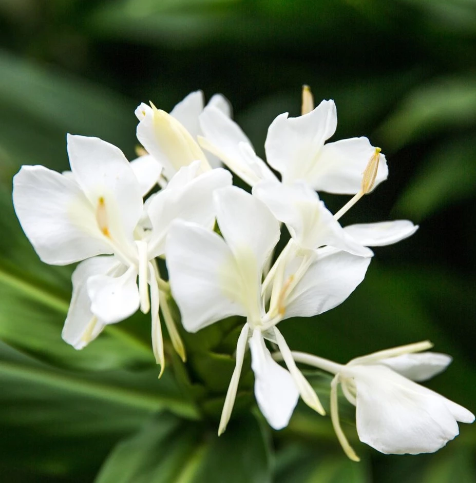 Ginger Lily Fragrance Oil