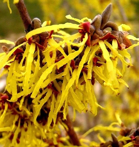 Witch Hazel Extract