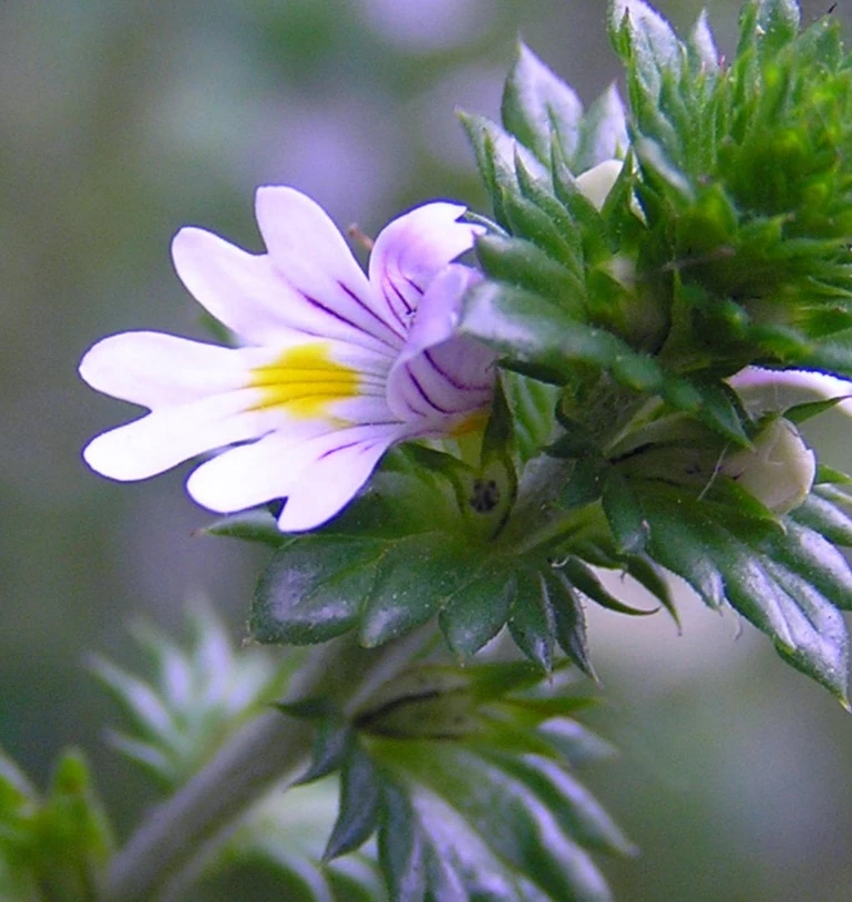 Eyebright Extract