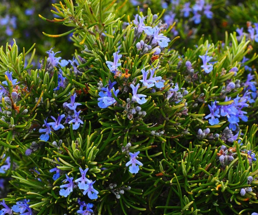 Rosemary Hydrosol